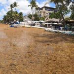 El sargazo inunda Boca Chica actividades turísticas caen un 85%