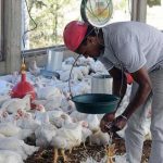 Productores avícolas de Moca advierten aumentaría a 150 la libra del pollo en las próximas semanas