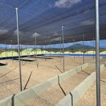 Punta Bergantín fortalece su compromiso ambiental con la creación de un vivero de plantas nativas y endémicas